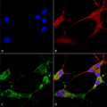 Mouse Anti-TARP Gamma2/4/8 (Stargazin) Antibody [N245/36] used in Immunocytochemistry/Immunofluorescence (ICC/IF) on Human Neuroblastoma cells (SH-SY5Y) (SMC-422)