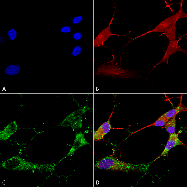 Mouse Anti-TARP Gamma2/4/8 (Stargazin) Antibody [N245/36] used in Immunocytochemistry/Immunofluorescence (ICC/IF) on Human Neuroblastoma cells (SH-SY5Y) (SMC-422)