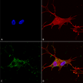 Mouse Anti-Synaptotagmin-7 Antibody [N275/14] used in Immunocytochemistry/Immunofluorescence (ICC/IF) on Human Neuroblastoma cells (SH-SY5Y) (SMC-424)
