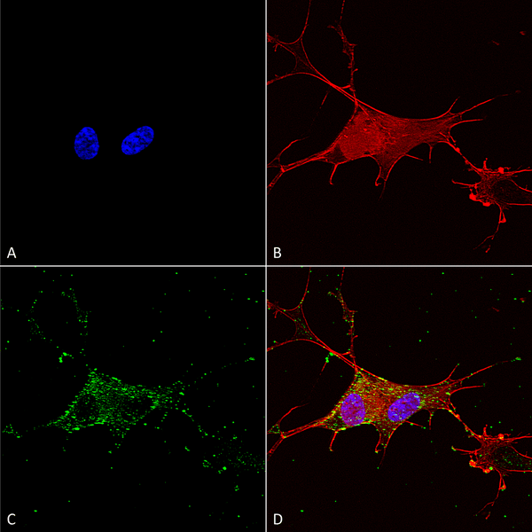 Mouse Anti-Synaptotagmin-7 Antibody [N275/14] used in Immunocytochemistry/Immunofluorescence (ICC/IF) on Human Neuroblastoma cells (SH-SY5Y) (SMC-424)