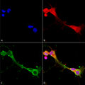 Mouse Anti-ASIC1 Antibody [N271/44] used in Immunocytochemistry/Immunofluorescence (ICC/IF) on Human Neuroblastoma cells (SH-SY5Y) (SMC-427)