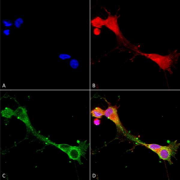 Mouse Anti-ASIC1 Antibody [N271/44] used in Immunocytochemistry/Immunofluorescence (ICC/IF) on Human Neuroblastoma cells (SH-SY5Y) (SMC-427)