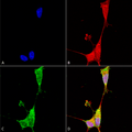 Mouse Anti-Brevican Antibody [N294A/6] used in Immunocytochemistry/Immunofluorescence (ICC/IF) on Human Neuroblastoma cells (SH-SY5Y) (SMC-428)