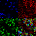 Mouse Anti-GluN2A Antibody [N327/95] used in Immunocytochemistry/Immunofluorescence (ICC/IF) on Human Neuroblastoma cells (SH-SY5Y) (SMC-429)