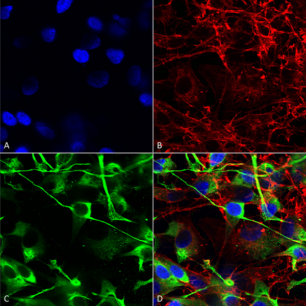 Mouse Anti-GluN2A Antibody [N327/95] used in Immunocytochemistry/Immunofluorescence (ICC/IF) on Human Neuroblastoma cells (SH-SY5Y) (SMC-429)