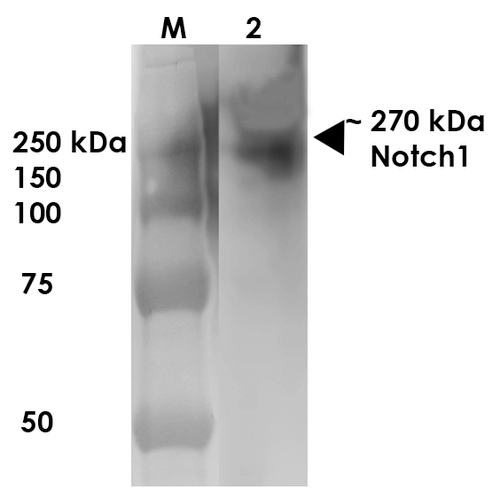 Mouse Anti-Notch1 Antibody [N253/32] used in Western Blot (WB) on Rat Brain Membrane  (SMC-430)