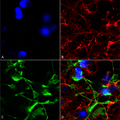 Mouse Anti-SUR2A Antibody [N319A/14] used in Immunocytochemistry/Immunofluorescence (ICC/IF) on Human Neuroblastoma cells (SH-SY5Y) (SMC-431)