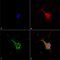 Mouse Anti-Alpha-2C Adrenergic Receptor Antibody [N330A/80] used in Immunocytochemistry/Immunofluorescence (ICC/IF) on Human Neuroblastoma cells (SH-SY5Y) (SMC-435)