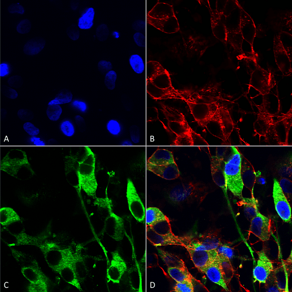 Mouse Anti-Versican Antibody [N351/23] used in Immunocytochemistry/Immunofluorescence (ICC/IF) on Human Neuroblastoma cells (SH-SY5Y) (SMC-439)