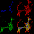 Mouse Anti-GFAP Antibody [N206A/8] used in Immunocytochemistry/Immunofluorescence (ICC/IF) on Human Neuroblastoma cells (SH-SY5Y) (SMC-441)