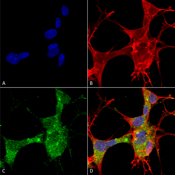Mouse Anti-GFAP Antibody [N206A/8] used in Immunocytochemistry/Immunofluorescence (ICC/IF) on Human Neuroblastoma cells (SH-SY5Y) (SMC-441)