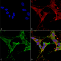 Mouse Anti-LAR/PTPRF Antibody [N165/38] used in Immunocytochemistry/Immunofluorescence (ICC/IF) on Human Neuroblastoma cells (SH-SY5Y) (SMC-443)