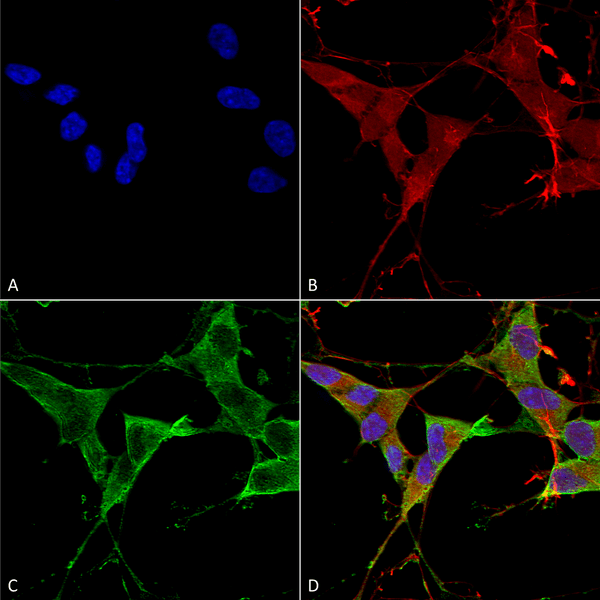 Mouse Anti-LAR/PTPRF Antibody [N165/38] used in Immunocytochemistry/Immunofluorescence (ICC/IF) on Human Neuroblastoma cells (SH-SY5Y) (SMC-443)