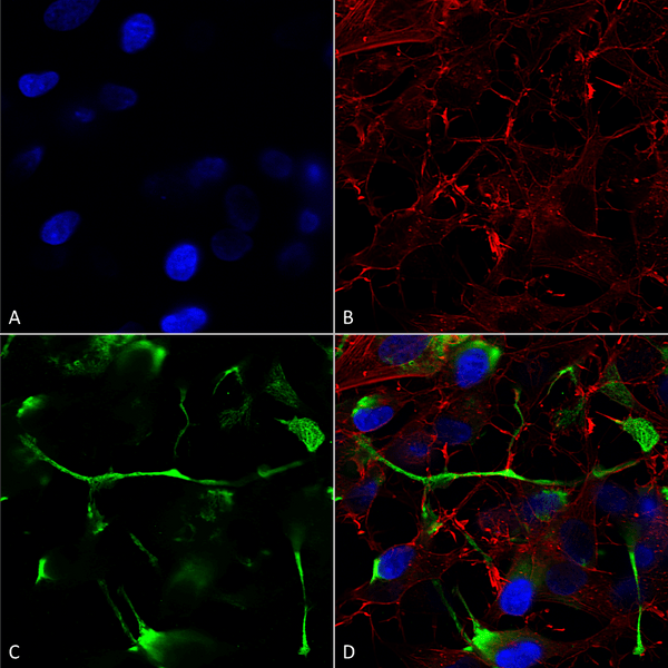 Mouse Anti-ATF4 Antibody [N360A/24] used in Immunocytochemistry/Immunofluorescence (ICC/IF) on Human Neuroblastoma cells (SH-SY5Y) (SMC-447)
