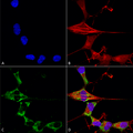 Mouse Anti-FHF2A (FGF13) Antibody [N235/22] used in Immunocytochemistry/Immunofluorescence (ICC/IF) on Human Neuroblastoma cells (SH-SY5Y) (SMC-448)