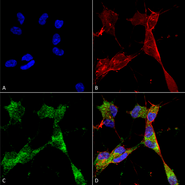 Mouse Anti-PINK1 Antibody [N4/15] used in Immunocytochemistry/Immunofluorescence (ICC/IF) on Human Neuroblastoma cells (SH-SY5Y) (SMC-450)
