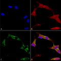 Mouse Anti-Protocadherin Gamma (pan) Antibody [N159/5] used in Immunocytochemistry/Immunofluorescence (ICC/IF) on Human Neuroblastoma cells (SH-SY5Y) (SMC-454)