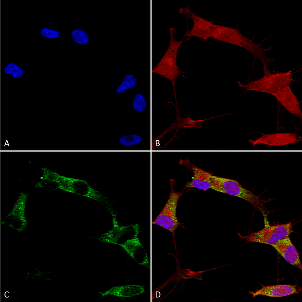 Mouse Anti-Protocadherin Gamma (pan) Antibody [N159/5] used in Immunocytochemistry/Immunofluorescence (ICC/IF) on Human Neuroblastoma cells (SH-SY5Y) (SMC-454)