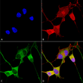 Mouse Anti-Ataxin 1 Antibody [N76/8] used in Immunocytochemistry/Immunofluorescence (ICC/IF) on Human Neuroblastoma cells (SH-SY5Y) (SMC-455)