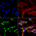 Mouse Anti-VDAC1 Antibody [N152B/23] used in Immunocytochemistry/Immunofluorescence (ICC/IF) on Human Neuroblastoma cells (SH-SY5Y) (SMC-456)