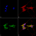 Mouse Anti-Mitofusin 2 Antibody [N153/5] used in Immunocytochemistry/Immunofluorescence (ICC/IF) on Human Neuroblastoma cells (SH-SY5Y) (SMC-457)