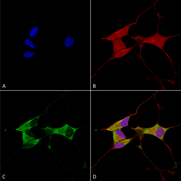 Mouse Anti-Mitofusin 2 Antibody [N153/5] used in Immunocytochemistry/Immunofluorescence (ICC/IF) on Human Neuroblastoma cells (SH-SY5Y) (SMC-457)