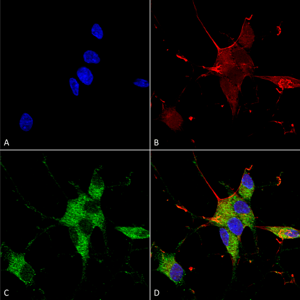 Mouse Anti-SHANK1/SHANK3 Antibody [N367/51] used in Immunocytochemistry/Immunofluorescence (ICC/IF) on Human Neuroblastoma cells (SH-SY5Y) (SMC-460)