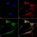 Mouse Anti-NrCAM Antibody [N364/51] used in Immunocytochemistry/Immunofluorescence (ICC/IF) on Human Neuroblastoma cells (SH-SY5Y) (SMC-462)