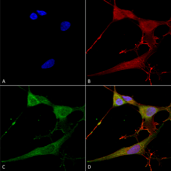 Mouse Anti-NrCAM Antibody [N364/51] used in Immunocytochemistry/Immunofluorescence (ICC/IF) on Human Neuroblastoma cells (SH-SY5Y) (SMC-462)