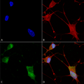 Mouse Anti-Neuroligin 1 Antibody [N97A/31] used in Immunocytochemistry/Immunofluorescence (ICC/IF) on Human Neuroblastoma cells (SH-SY5Y) (SMC-463)
