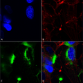 Mouse Anti-QKI (pan) Antibody [N147/6] used in Immunocytochemistry/Immunofluorescence (ICC/IF) on Human Neuroblastoma cells (SH-SY5Y) (SMC-467)