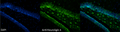 Mouse Anti-Neuroligin 4 Antibody [N98/7 ] used in Immunohistochemistry (IHC) on Mouse Dentate Gyrus (SMC-469)