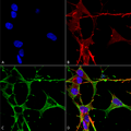 Mouse Anti-Neuroligin 3 Antibody [N110/29] used in Immunocytochemistry/Immunofluorescence (ICC/IF) on Human Neuroblastoma cells (SH-SY5Y) (SMC-471)