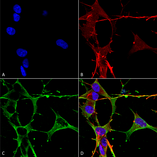 Mouse Anti-Neuroligin 3 Antibody [N110/29] used in Immunocytochemistry/Immunofluorescence (ICC/IF) on Human Neuroblastoma cells (SH-SY5Y) (SMC-471)
