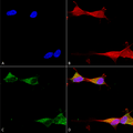 Mouse Anti-Ataxin 1 Antibody [N65/37] used in Immunocytochemistry/Immunofluorescence (ICC/IF) on Human Neuroblastoma cells (SH-SY5Y) (SMC-475)