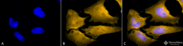Rat Anti-HSF1 Antibody [10H4] used in Immunocytochemistry/Immunofluorescence (ICC/IF) on Human Heat Shocked cervical cancer cells (HeLa) (SMC-476)