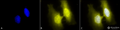 Rat Anti-HSF1 Antibody [4B4] used in Immunocytochemistry/Immunofluorescence (ICC/IF) on Human Heat Shocked cervical cancer cells (HeLa) (SMC-477)