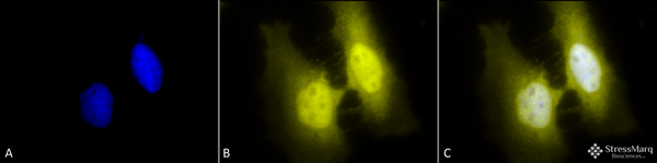 Rat Anti-HSF1 Antibody [4B4] used in Immunocytochemistry/Immunofluorescence (ICC/IF) on Human Heat Shocked cervical cancer cells (HeLa) (SMC-477)