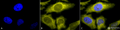 Rat Anti-TCP1-alpha Antibody [91a] used in Immunocytochemistry/Immunofluorescence (ICC/IF) on Human Heat Shocked cervical cancer cells (HeLa) (SMC-479)
