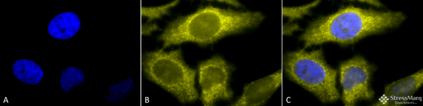 Rat Anti-TCP1-alpha Antibody [91a] used in Immunocytochemistry/Immunofluorescence (ICC/IF) on Human Heat Shocked cervical cancer cells (HeLa) (SMC-479)