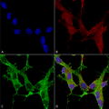 Mouse Anti-beta 4 Spectrin Antibody [N393/2] used in Immunocytochemistry/Immunofluorescence (ICC/IF) on Human Neuroblastoma cells (SH-SY5Y) (SMC-484)