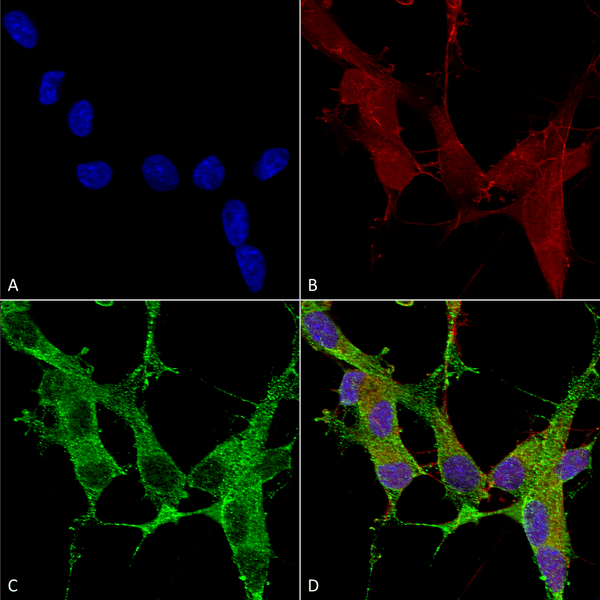 Mouse Anti-beta 4 Spectrin Antibody [N393/2] used in Immunocytochemistry/Immunofluorescence (ICC/IF) on Human Neuroblastoma cells (SH-SY5Y) (SMC-484)