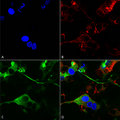 Mouse Anti-GABA-A Receptor Alpha 2 Antibody [N399/19] used in Immunocytochemistry/Immunofluorescence (ICC/IF) on Human Neuroblastoma cells (SH-SY5Y) (SMC-486)