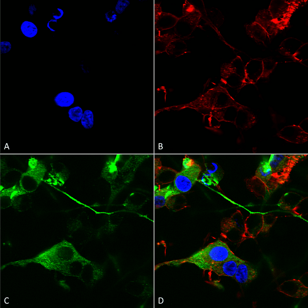 Mouse Anti-GABA-A Receptor Alpha 2 Antibody [N399/19] used in Immunocytochemistry/Immunofluorescence (ICC/IF) on Human Neuroblastoma cells (SH-SY5Y) (SMC-486)