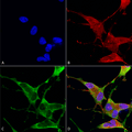 Mouse Anti-Ankyrin R Antibody [N388A/10] used in Immunocytochemistry/Immunofluorescence (ICC/IF) on Human Neuroblastoma cells (SH-SY5Y) (SMC-487)