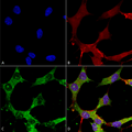 Mouse Anti-GABA-A Receptor Alpha 4 Antibody [N398A/34] used in Immunocytochemistry/Immunofluorescence (ICC/IF) on Human Neuroblastoma cells (SH-SY5Y) (SMC-489)