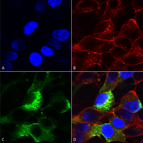 Mouse Anti-Nav beta3 Antibody [N396/29] used in Immunocytochemistry/Immunofluorescence (ICC/IF) on Human Neuroblastoma cells (SH-SY5Y) (SMC-490)