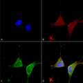 Mouse Anti-GABA A Receptor Alpha 5 Antibody [N415/24] used in Immunocytochemistry/Immunofluorescence (ICC/IF) on Human Neuroblastoma cells (SH-SY5Y) (SMC-494)