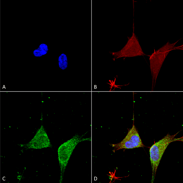 Mouse Anti-GABA A Receptor Alpha 5 Antibody [N415/24] used in Immunocytochemistry/Immunofluorescence (ICC/IF) on Human Neuroblastoma cells (SH-SY5Y) (SMC-494)
