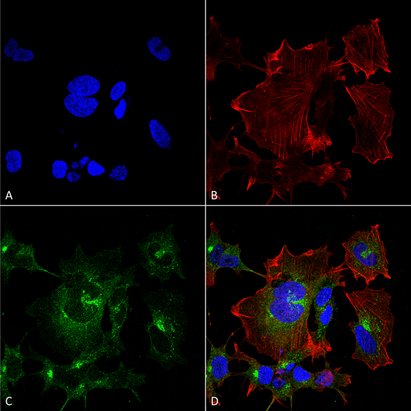 Mouse Anti-NPAS4 Antibody [N408/79] used in Immunocytochemistry/Immunofluorescence (ICC/IF) on Human Neuroblastoma cell line (SK-N-BE) (SMC-495)